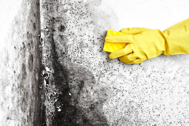 Best Same-Day Mold Removal  in Soperton, GA