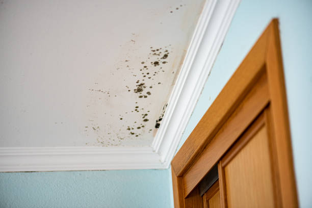 Best Toxic Mold Removal  in Soperton, GA