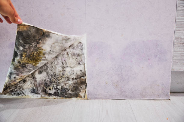 Best Home Mold Removal  in Soperton, GA